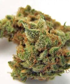 Northern light Strain